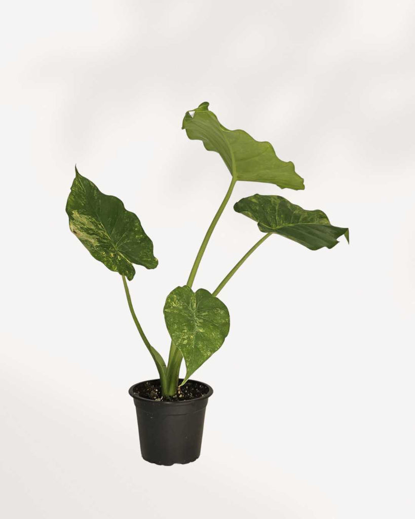 Alocasia Odora Variegated 3.5" Pot - Small