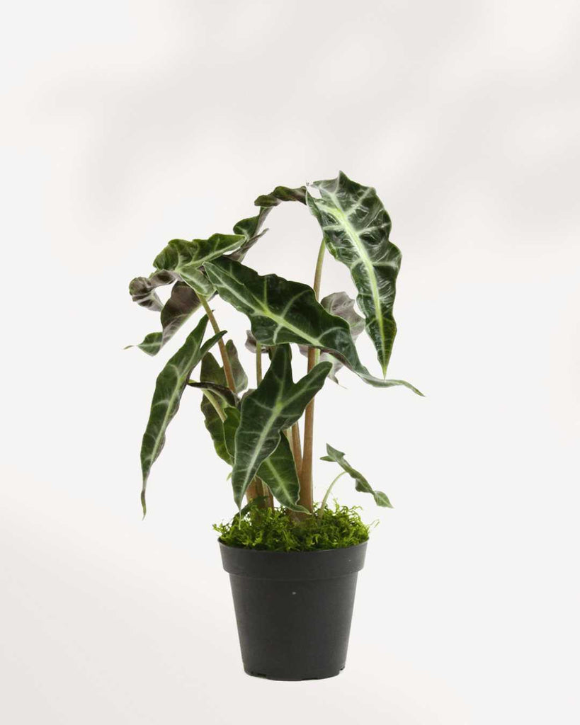 Alocasia Polly - Alocasia Amazonica 4" Pot - Small