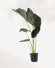 Alocasia Regal Shield | Buy Online