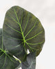 Alocasia Regal Shield | Buy Online