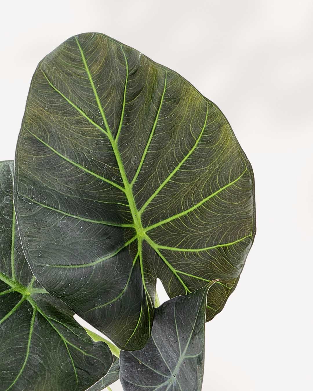 Alocasia Regal Shield | Buy Online