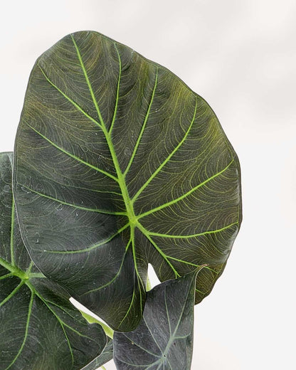Alocasia Regal Shield | Buy Online