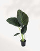 Alocasia Regal Shield | Buy Online