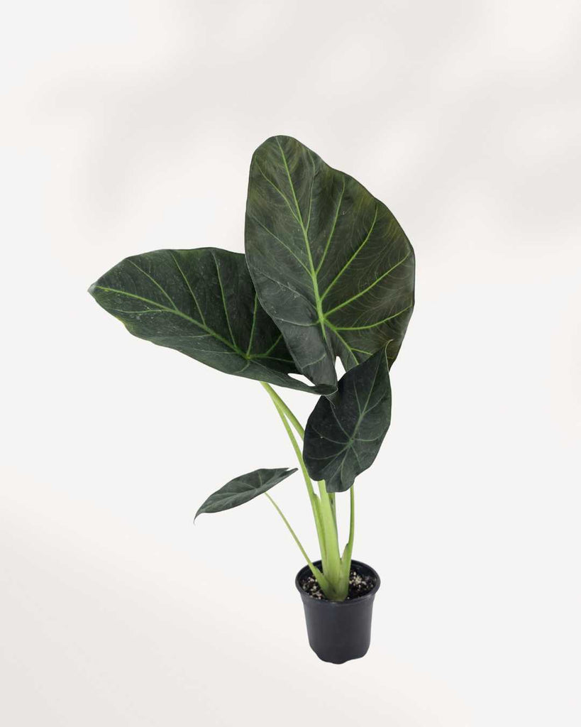 Alocasia Regal Shield | Buy Online