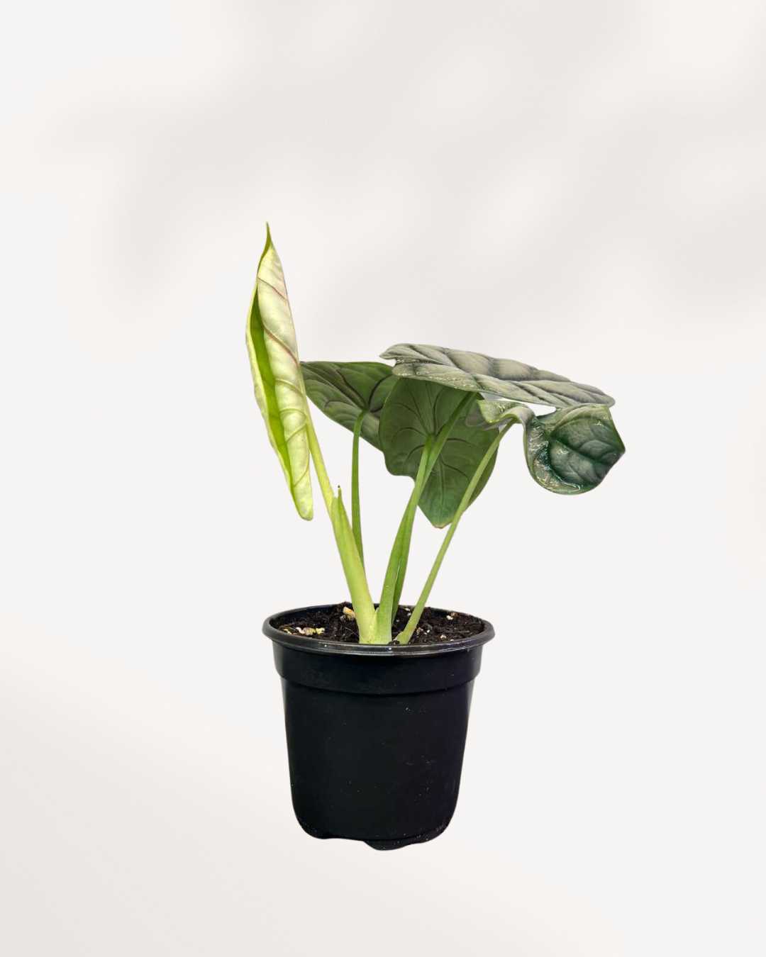 Alocasia Silver Dragon | Buy Online