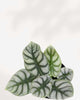 Alocasia Silver Dragon