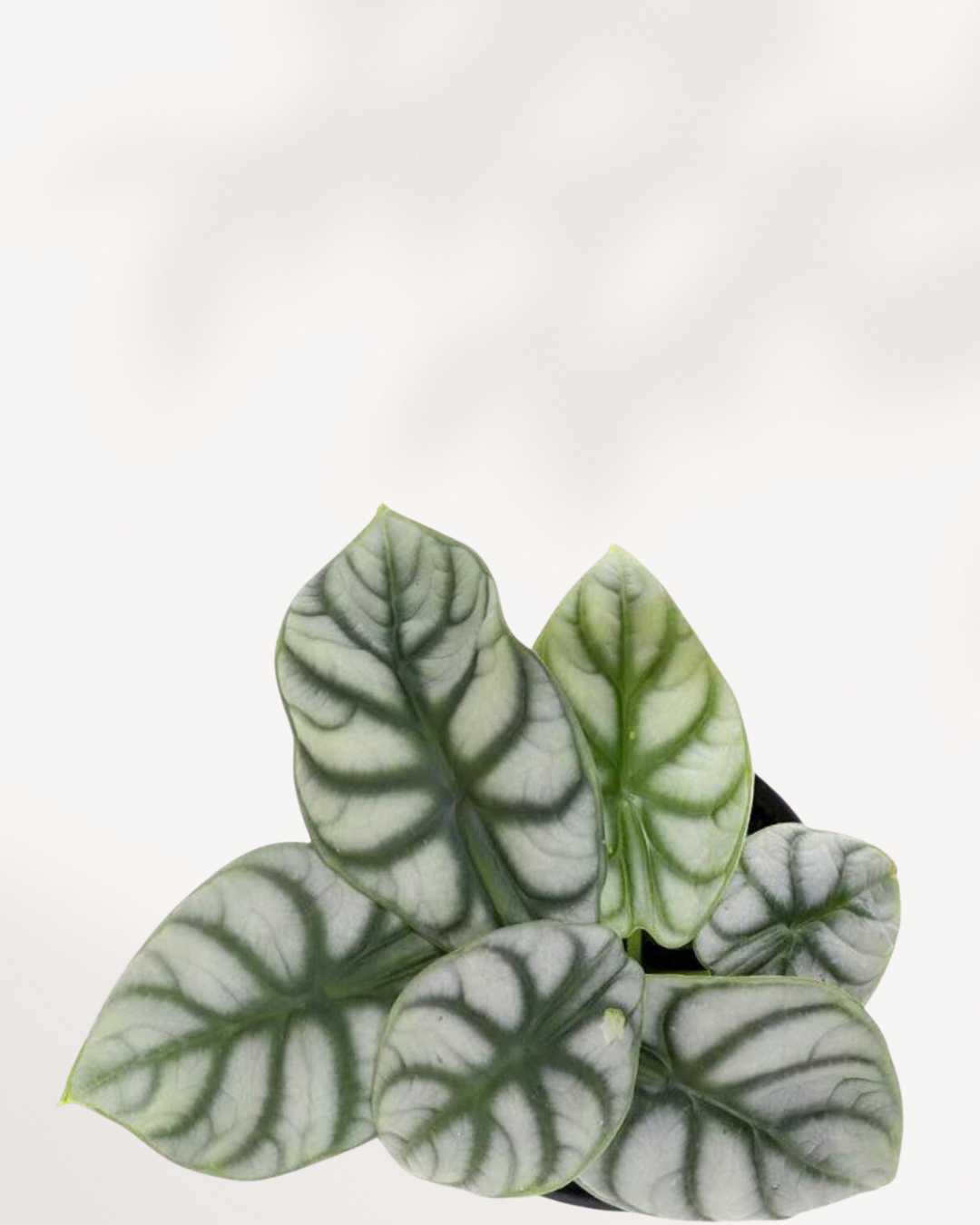 Alocasia Silver Dragon | Buy Online