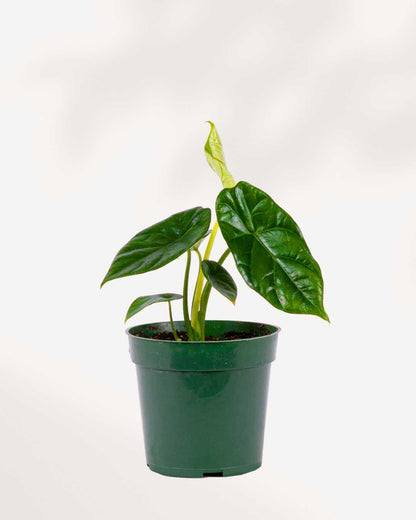 Alocasia Sinuata | Buy Online