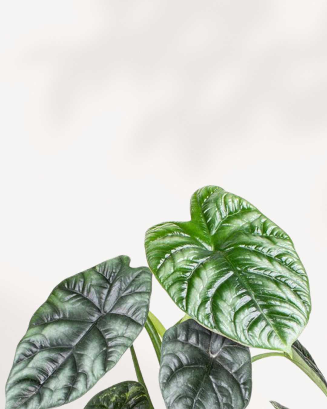 Alocasia Sinuata | Buy Online