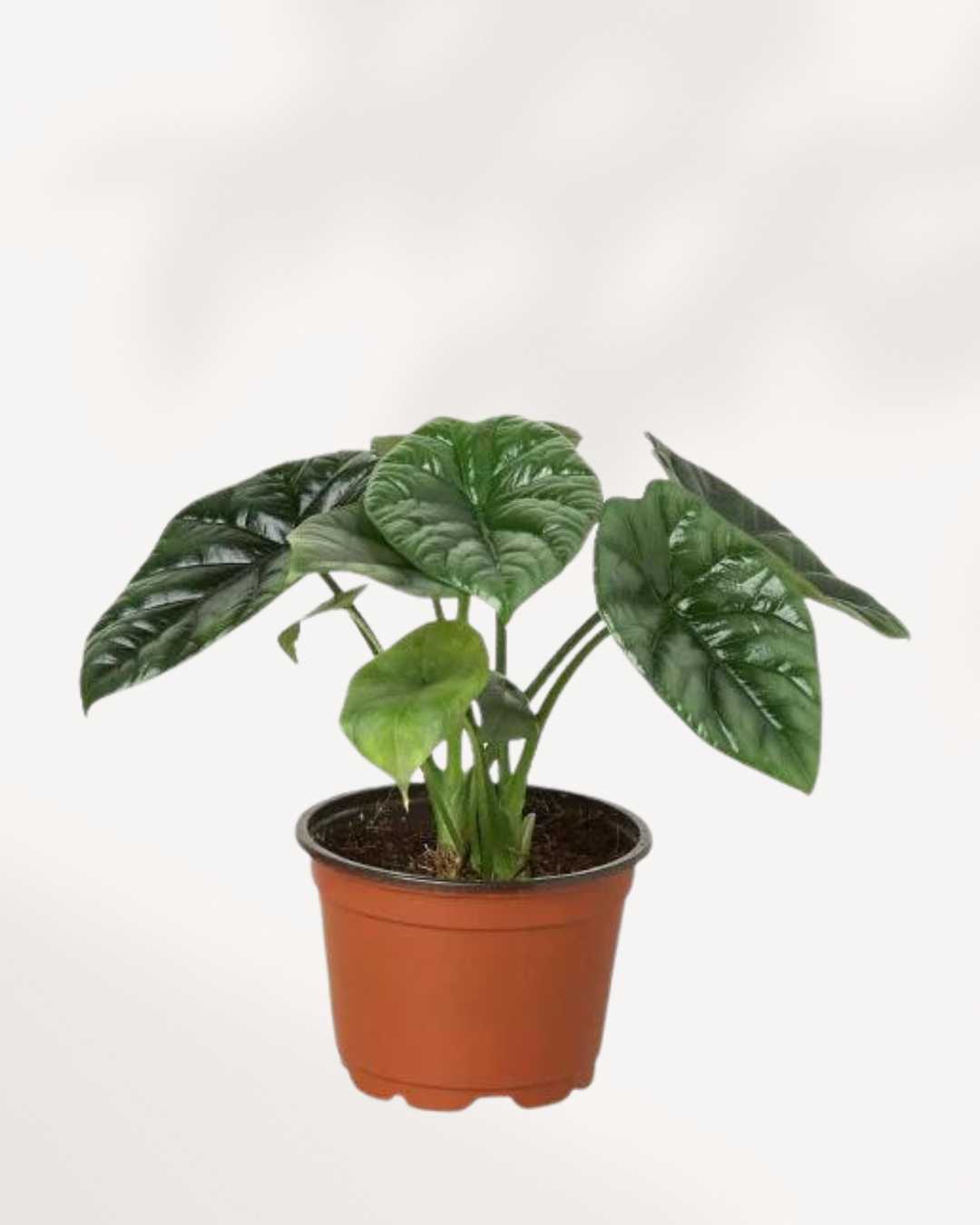 Alocasia Sinuata | Buy Online