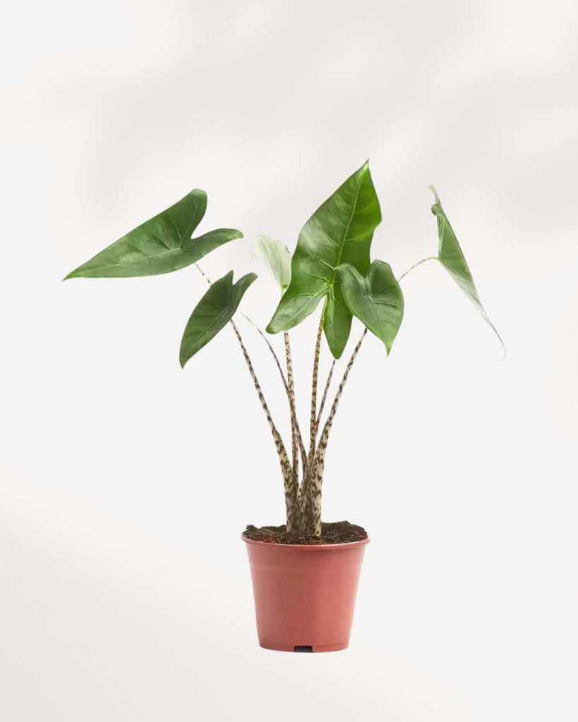 Alocasia Stingray 4" Pot - Small