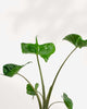 Alocasia Stingray