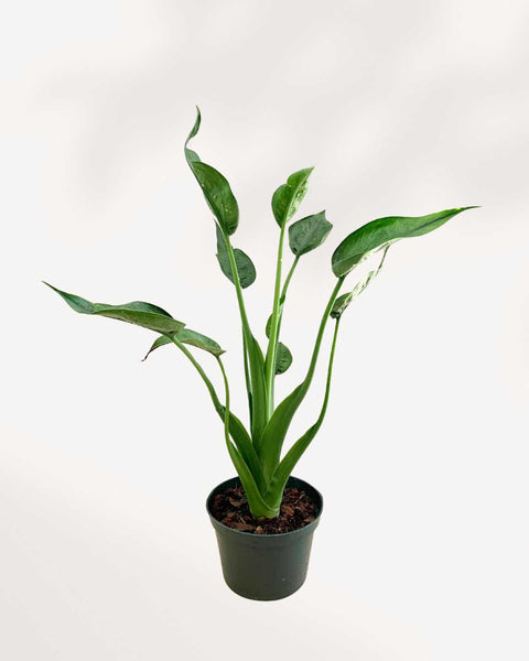 Alocasia Tiny Dancer | Buy Online - Unique and Compact Houseplant |  Mygreenscape | Buy Plants Online