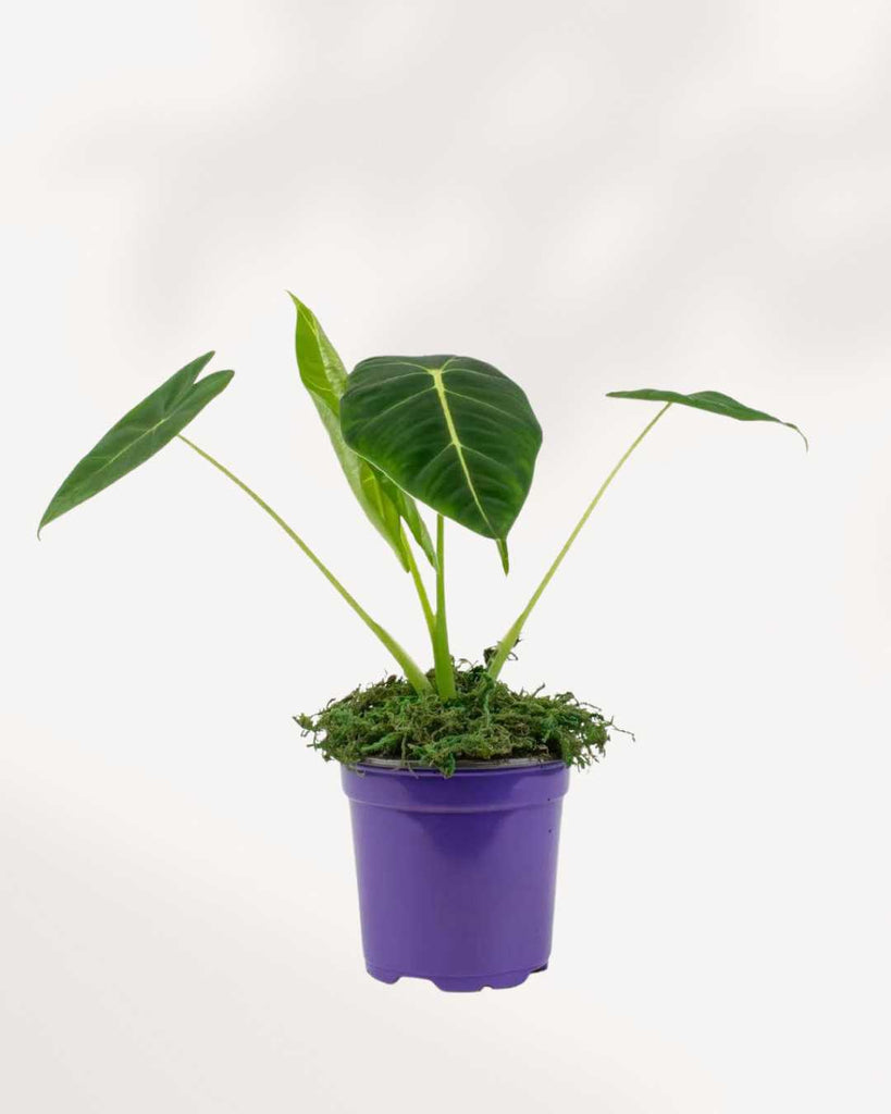 Alocasia Velvet Elvis 4" Pot - Small