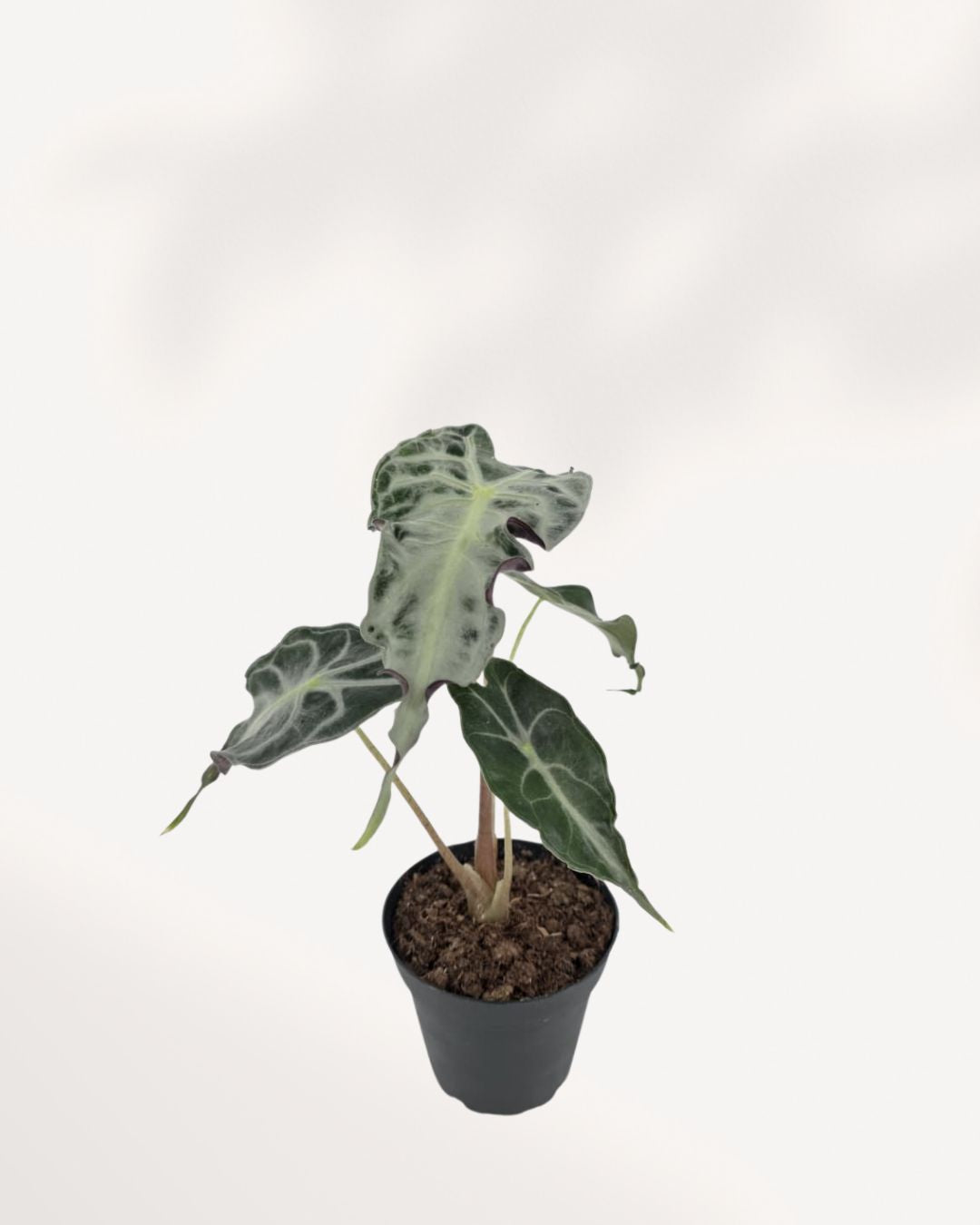 Alocasia Venom rare jewel houseplant in 4 inch black nursery pot with multiple dark green textured leaves and contrasting white veins, compact collector plant for indoor display