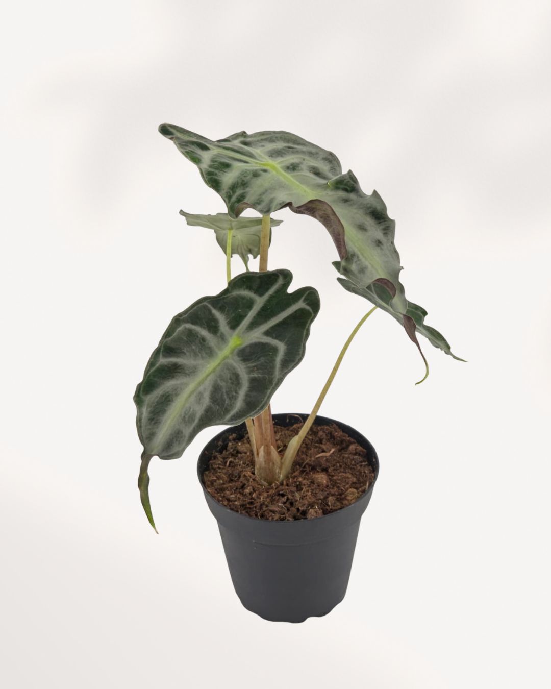 Alocasia Venom in 4 inch black pot showing multiple arrow-shaped dark green leaves with contrasting pale veins and chunky aroid soil mix, rare tropical houseplant available in Canada