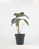 Alocasia Venom full plant front view in black nursery pot, upright dark green leaves with silvery vein pattern and ruffled edges, rare collector houseplant for bright indirect light