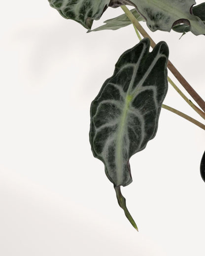 Alocasia Venom close-up leaf detail showing dark green arrow-shaped foliage with pale silver-white veining and deeply textured puckered surface, rare jewel Alocasia houseplant