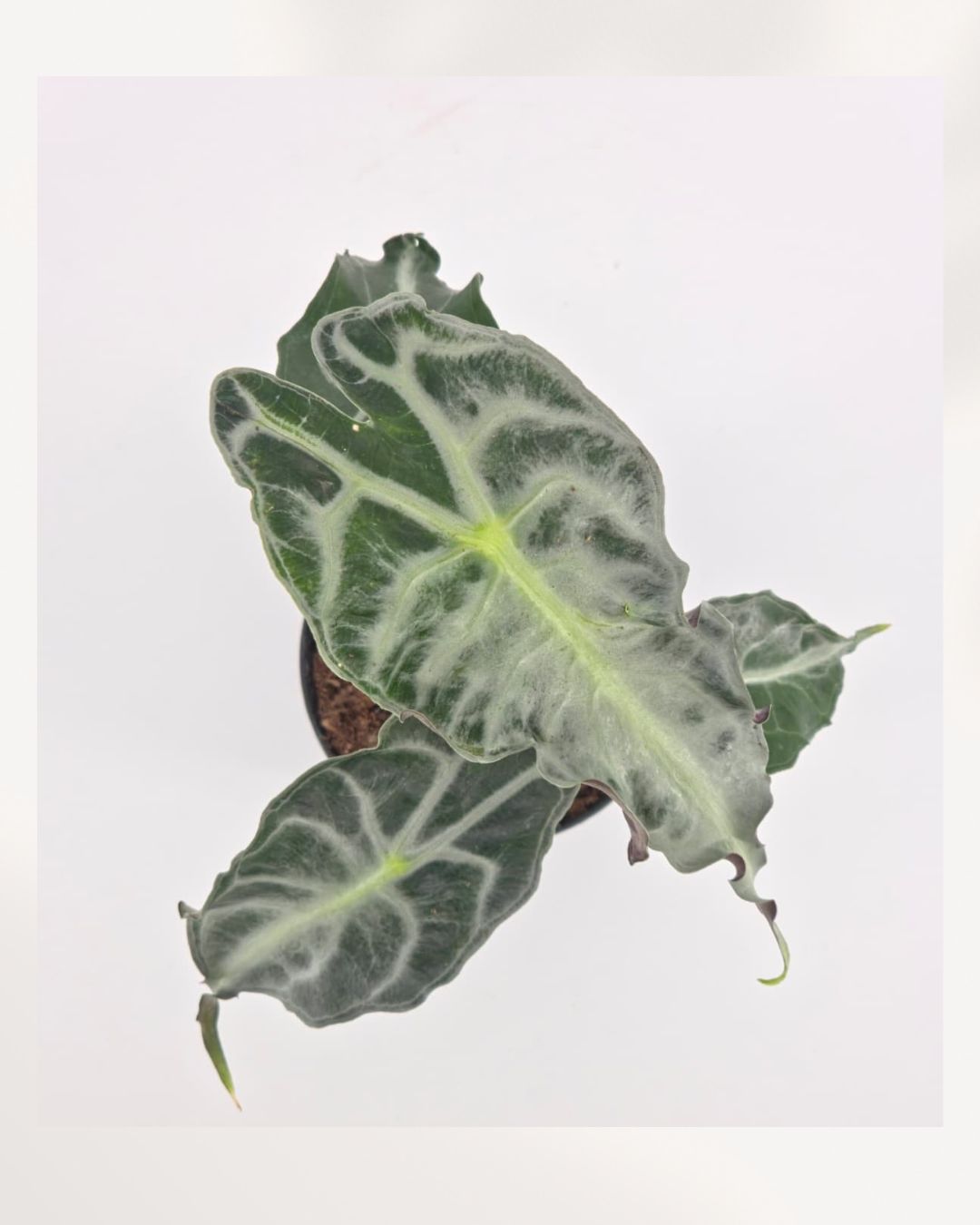 Top-down view of Alocasia Venom showing dramatic dark green leaves with bold silver-white veining and serrated wavy edges, rare tropical aroid plant in small nursery pot