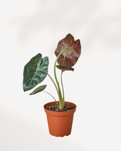 Alocasia Wentii | Buy Online