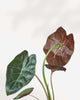 Alocasia Wentii
