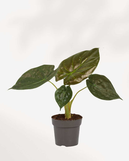 Alocasia Wentii | Buy Online