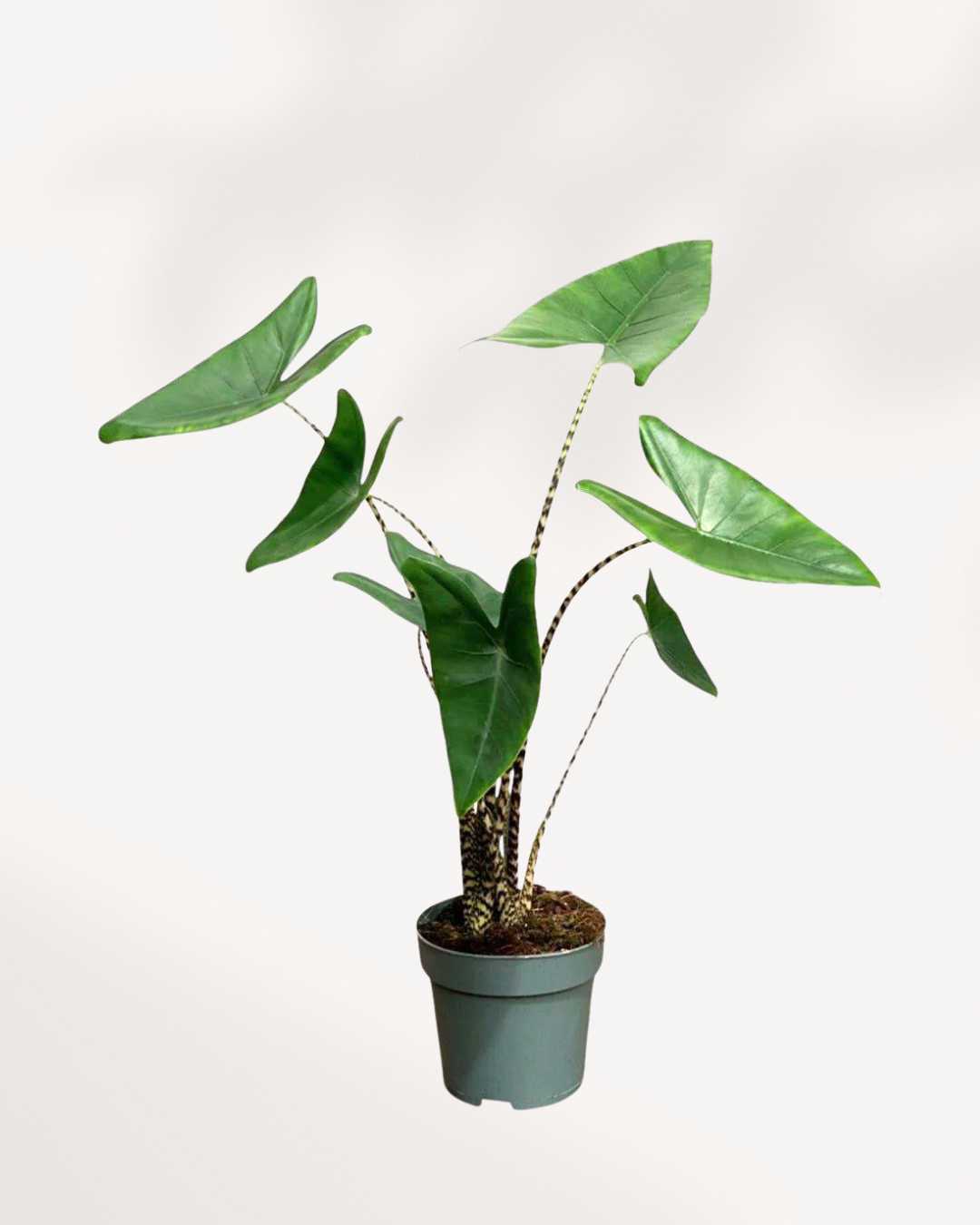 Alocasia Zebrina | Buy Online