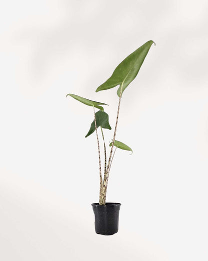 Alocasia Zebrina | Buy Online
