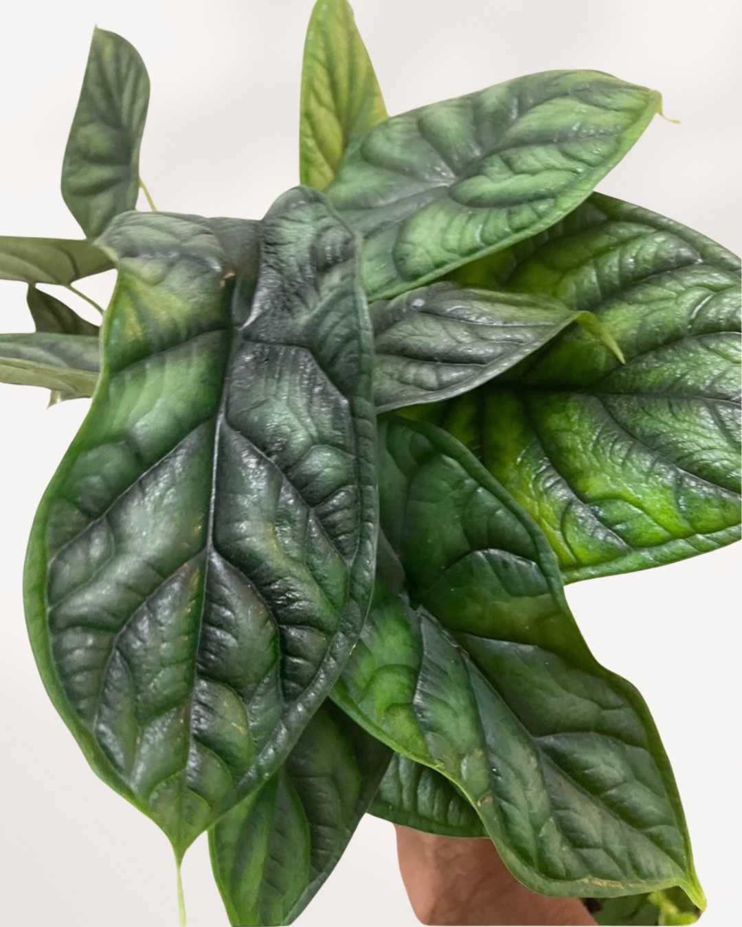 Alocasia Dragon Scale Buy Online Exotic Striking Foliage Plant alocasia-dragon-scale-buy-online-exotic-striking-foliage-plant