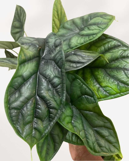 Alocasia Dragon Scale | Buy Online