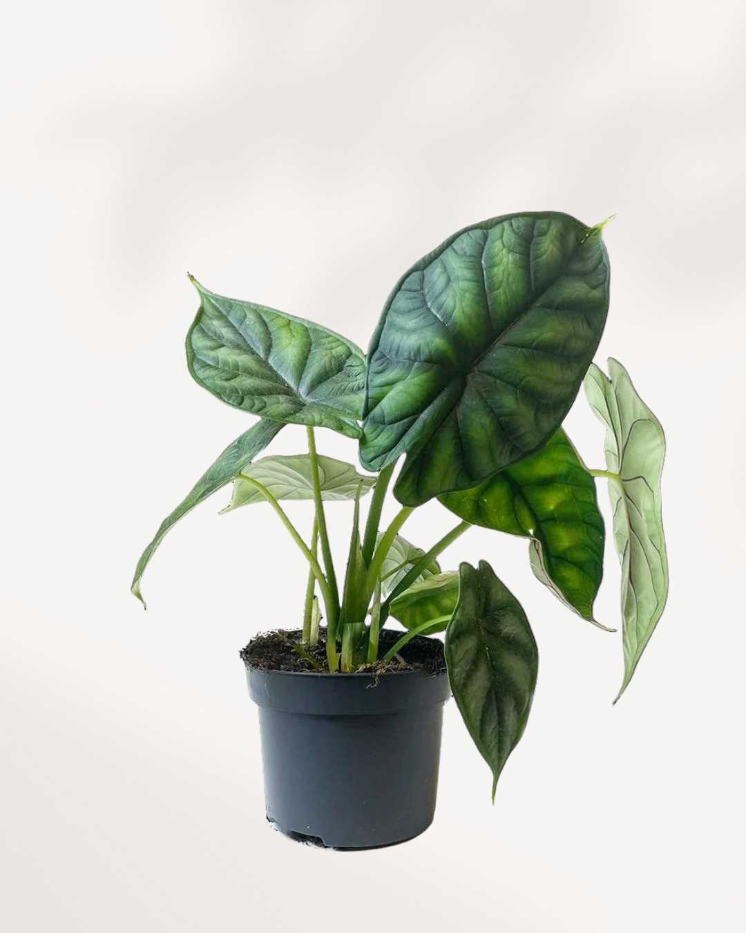 Alocasia Dragon Scale | Buy Online