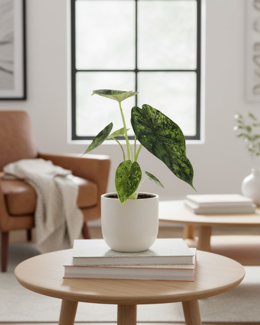 Alocasia Dragon Scale Mint in small 4 inch pot on table, adds bold tropical touch to indoor space, shop online.