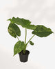 Alocasia Odora Variegated