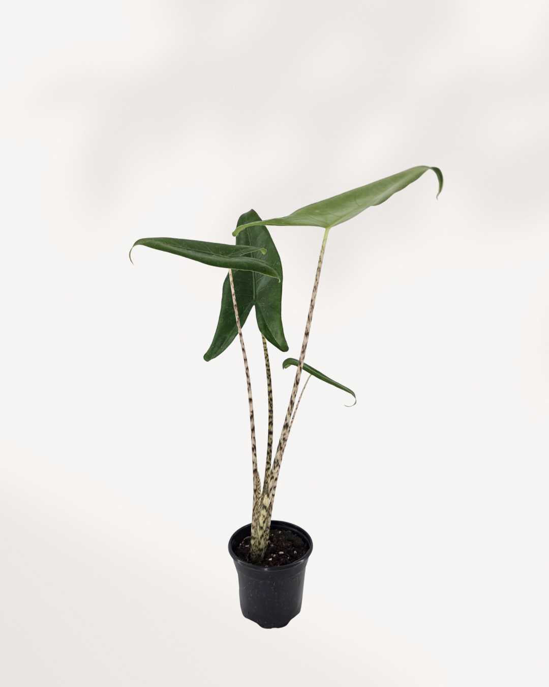 Alocasia Zebrina | Buy Online