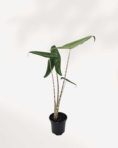 Alocasia Zebrina | Buy Online