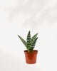 Aloe Pheasant Breast 3.5" Pot - Small (Expect some blemishes)