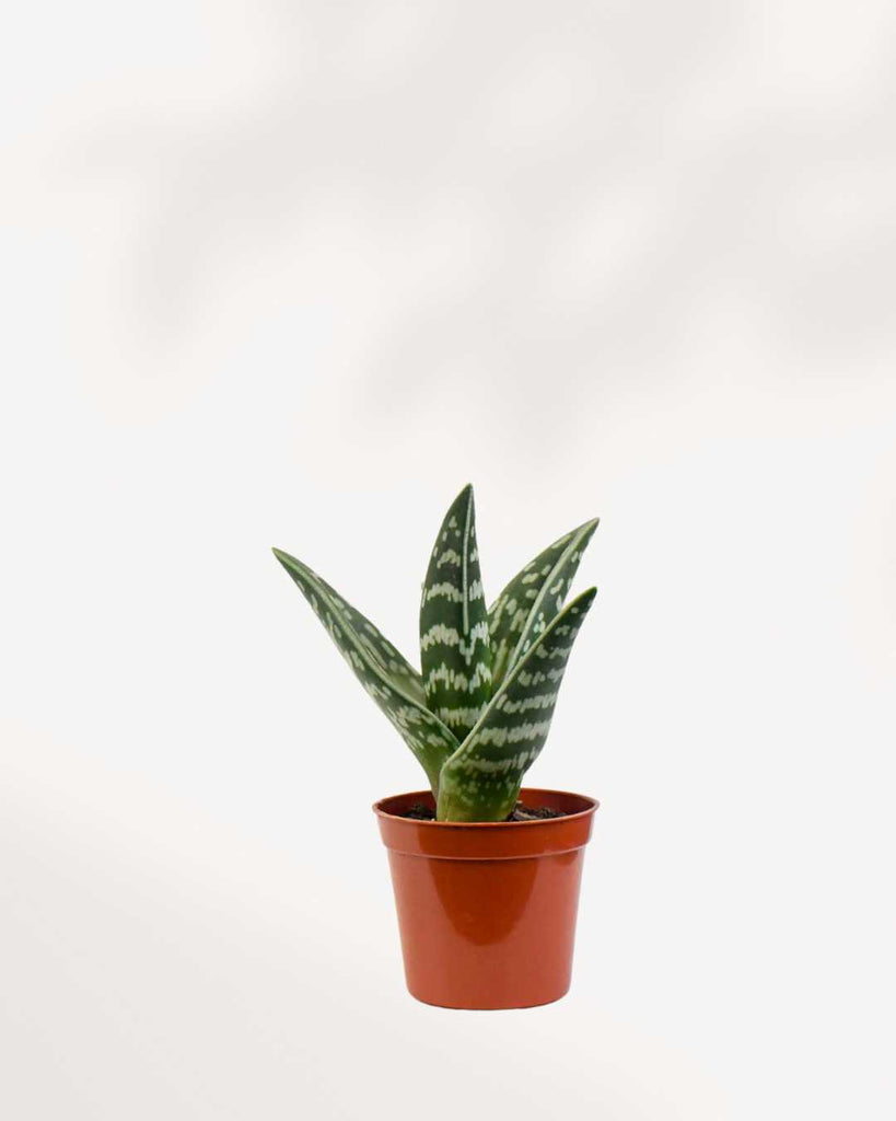 Aloe Pheasant Breast 3.5" Pot - Small (Expect some blemishes)