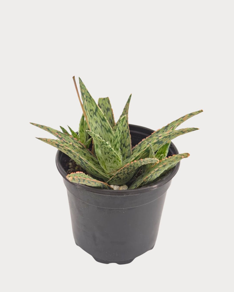 Aloe Pink Blush