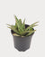 Aloe Pink Blush