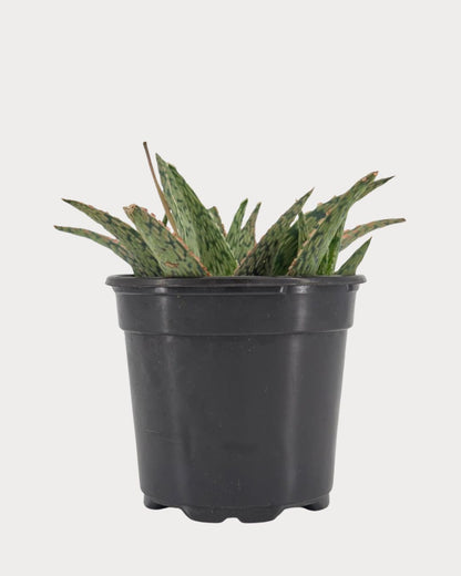 Aloe Pink Blush