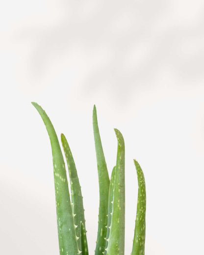 Aloe Vera | Buy Online