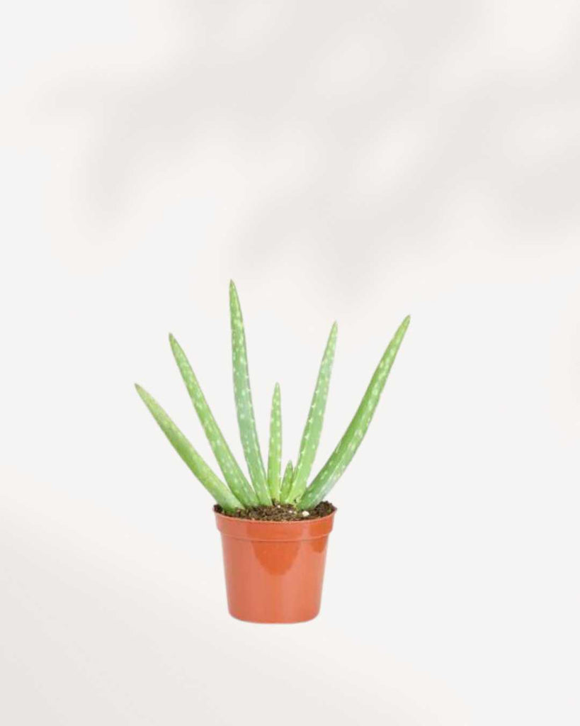 Aloe Vera 3.5" Pot - XSmall (Expect some blemishes)