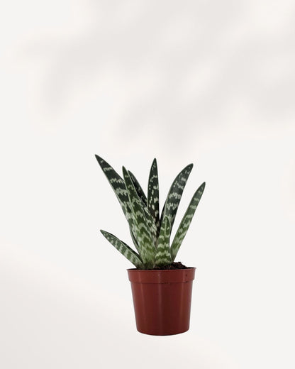 Aloe Pheasant Breast 2.5" Pot - XSmall Top View (Expect some blemishes)