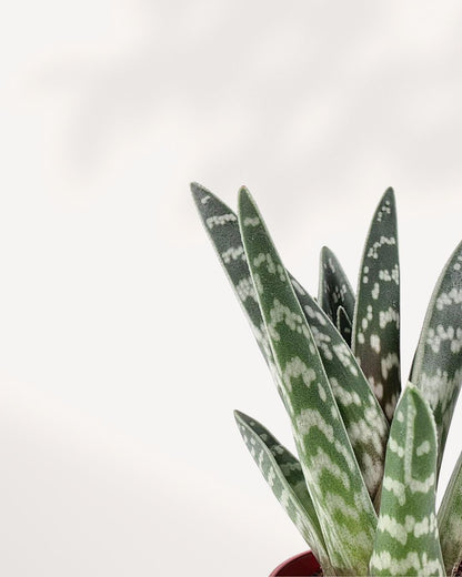 Aloe Pheasant Breast 2.5" Pot - Closeup View (Expect some blemishes)