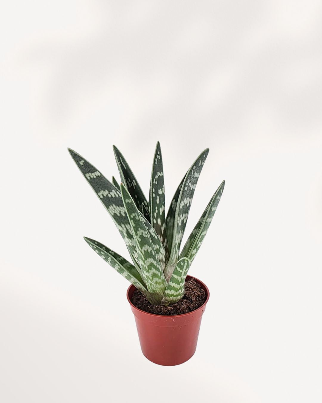 Aloe Pheasant Breast 2.5" Pot - XSmall Top View (Expect some blemishes)