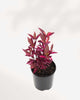 Alternanthera Brazilian Red Hots