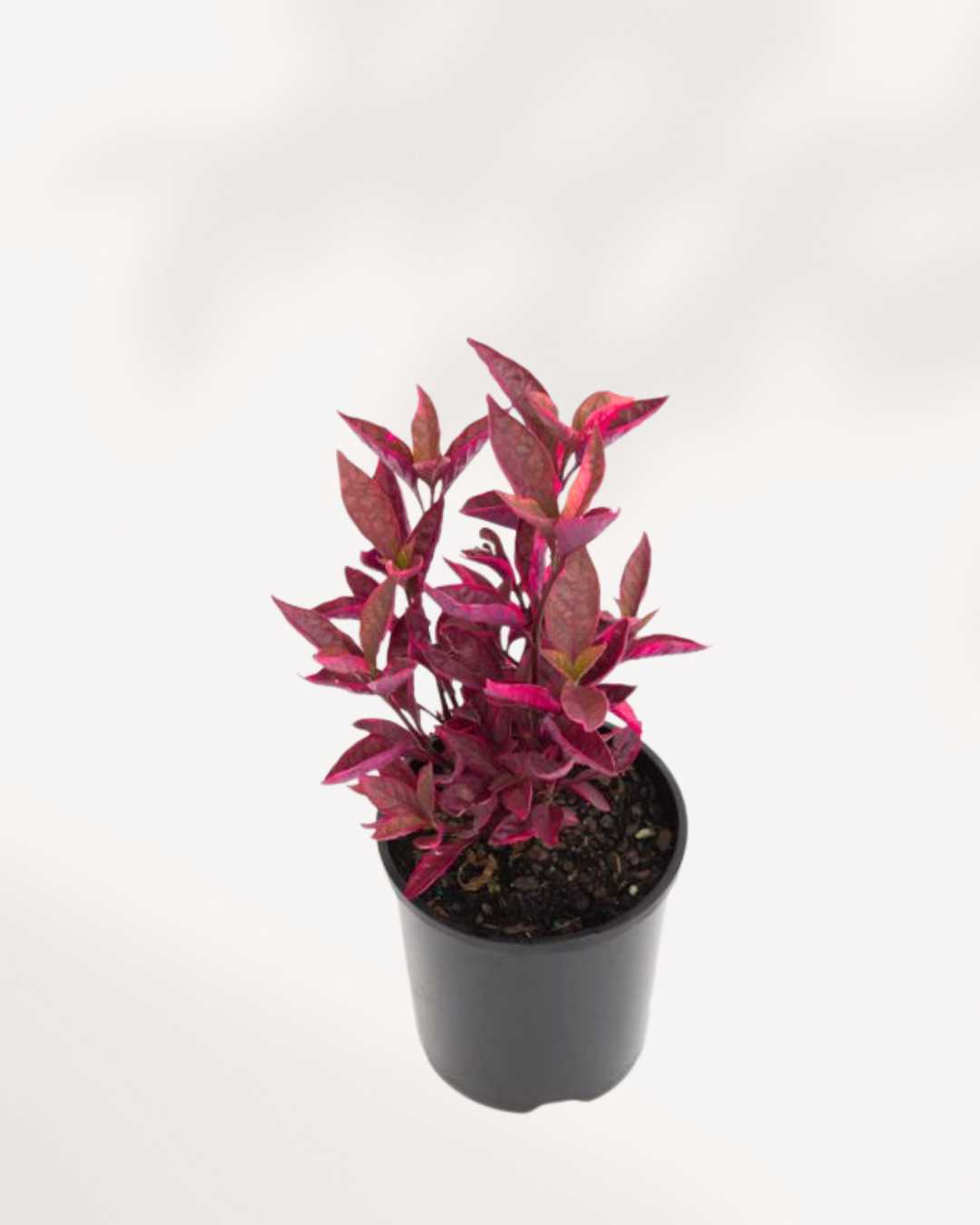 Alternanthera Brazilian Red Hots | Buy Online