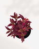 Alternanthera Brazilian Red Hots