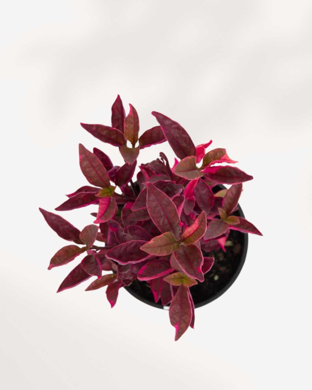 Alternanthera Brazilian Red Hots | Buy Online