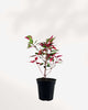 Alternanthera Party Time 3.5" Pot - Small